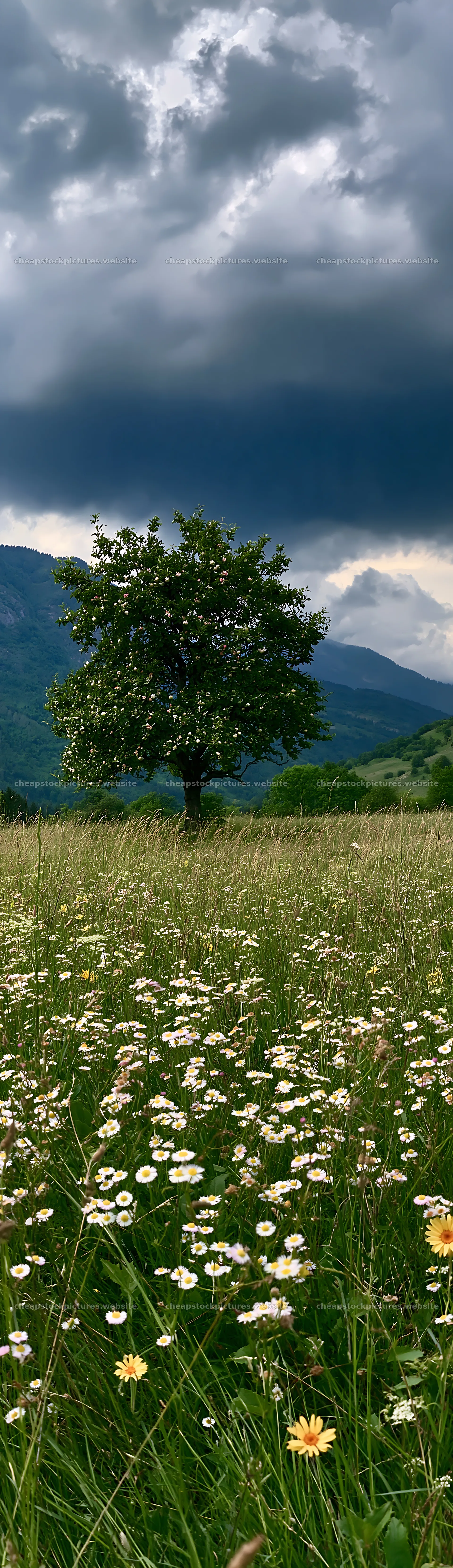 Valley apple meadow with a tree under cloudy sky – stock pictures 4268x14762