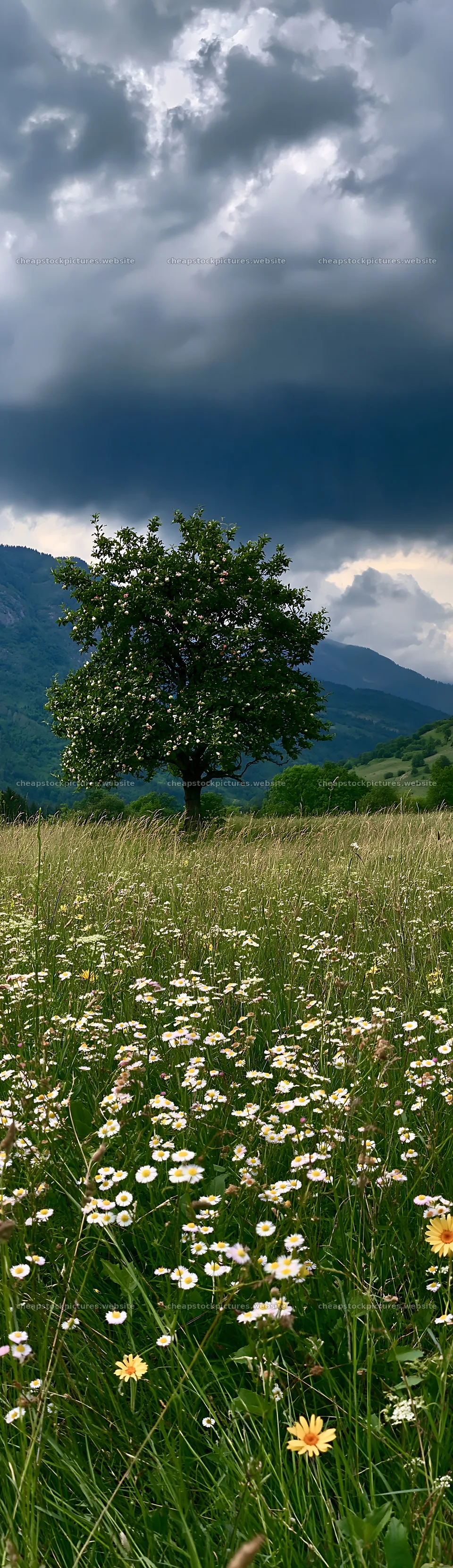 Valley apple meadow with a tree under cloudy sky – stock pictures 4268x14762
