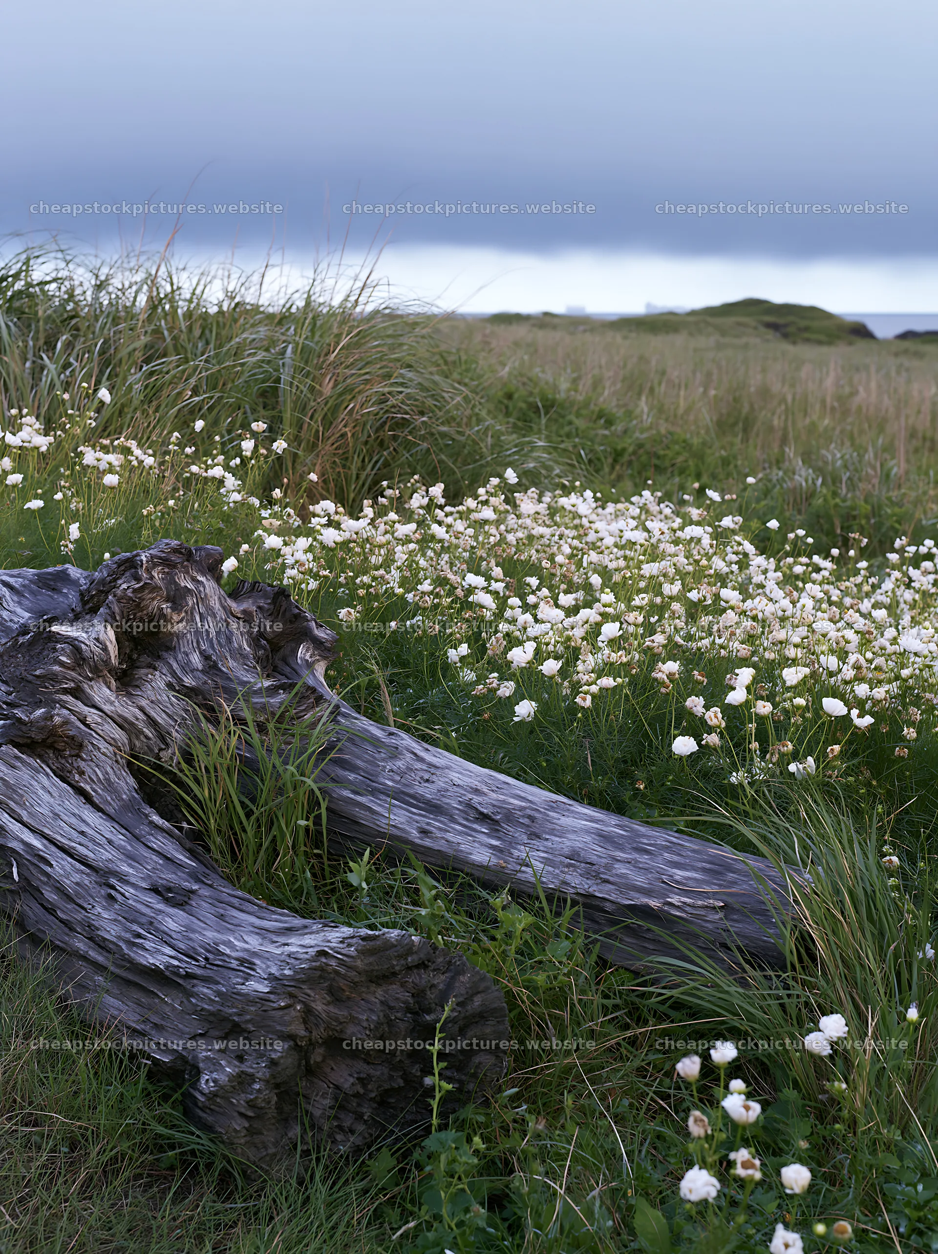 Chiba coastal climate meadow driftwood foreground – stock pictures 6866x9174