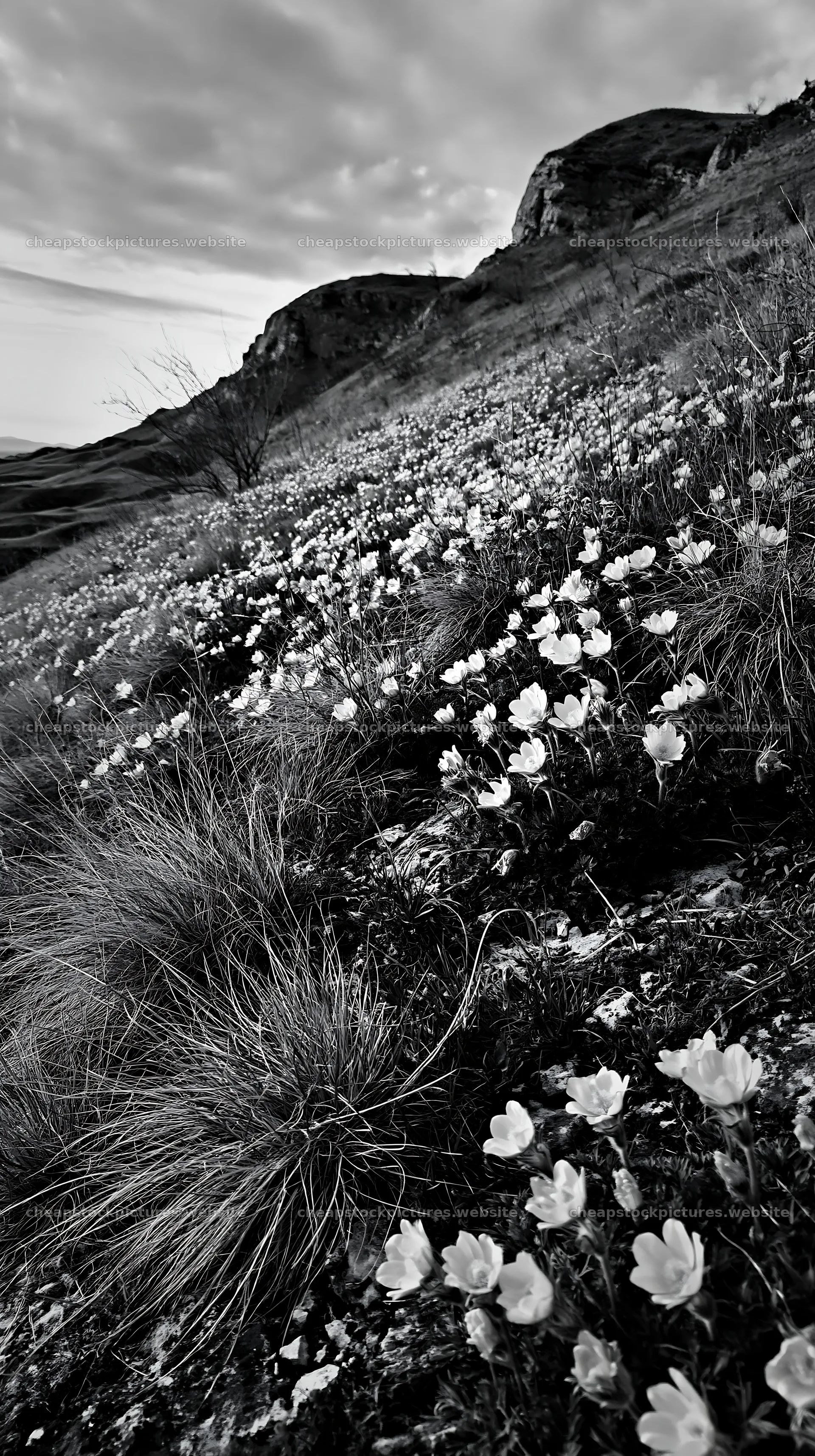 Cloudy calcareous grassland meadow with wildflowers – stock pictures 5938x10608