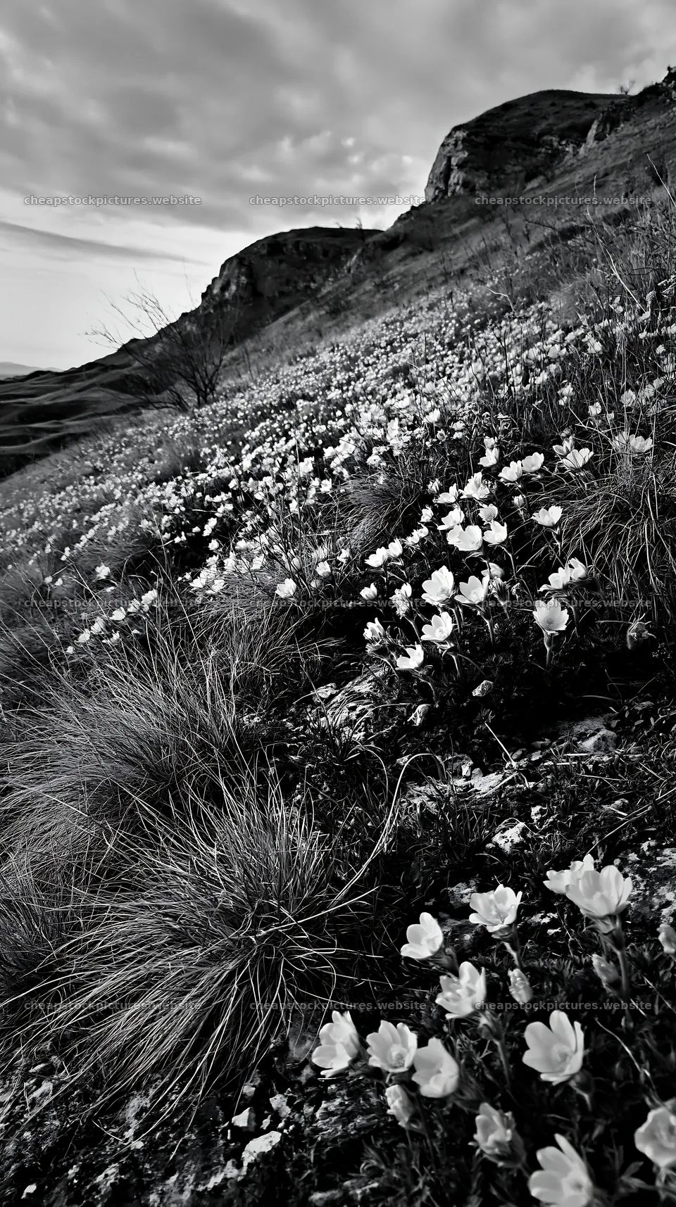 Cloudy calcareous grassland meadow with wildflowers – stock pictures 5938x10608