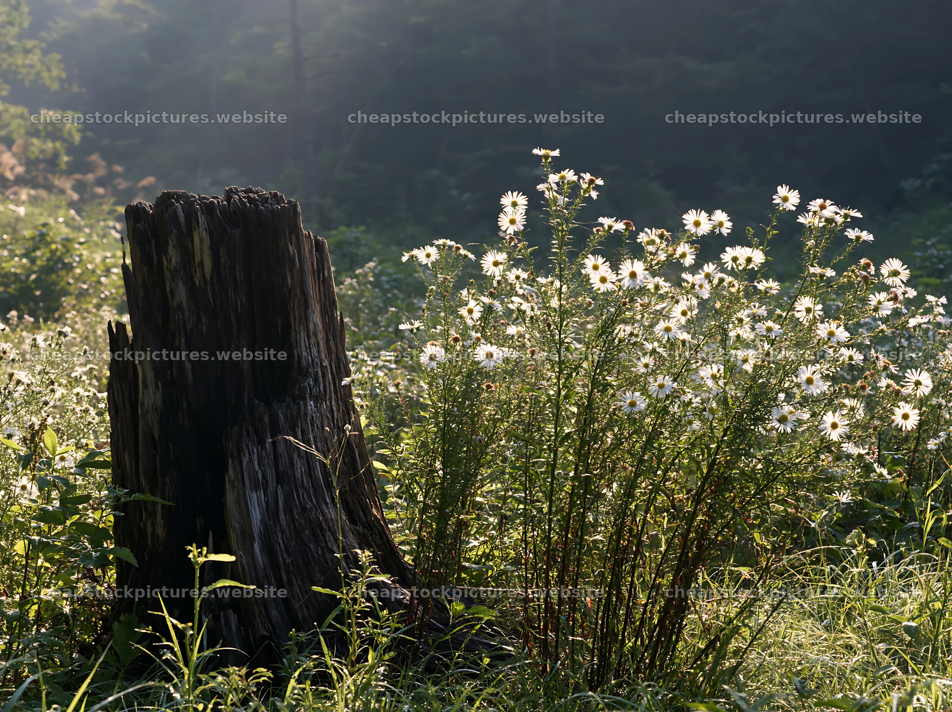 Fukushima native meadow with weathered stump and wildflowers – stock pictures 9174x6866
