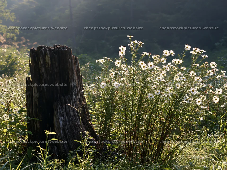 Fukushima native meadow with weathered stump and wildflowers – stock pictures 9174x6866