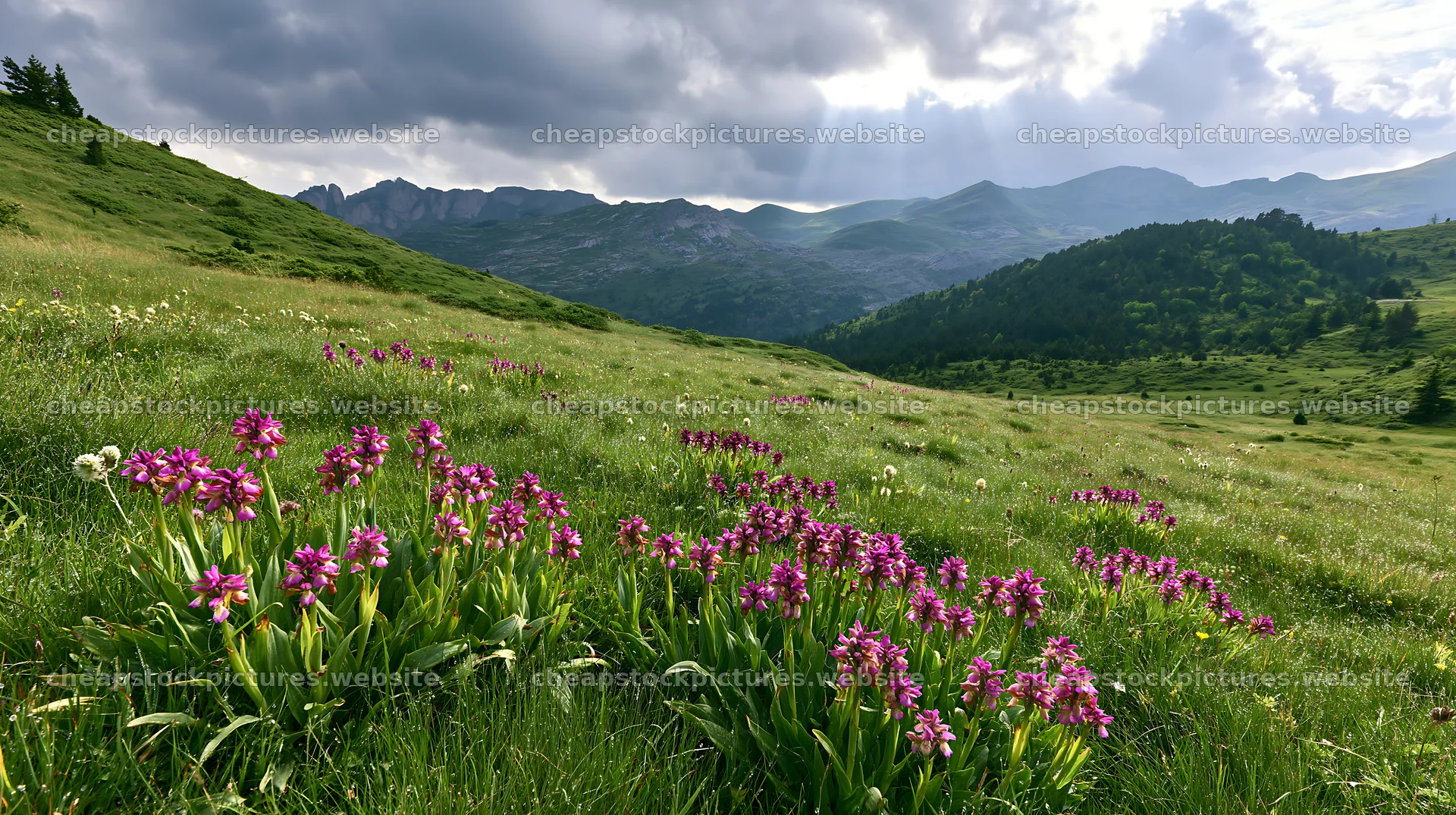 Colorful orchid meadow under cloudy sky with distant mountains – stock pictures 10608x5938