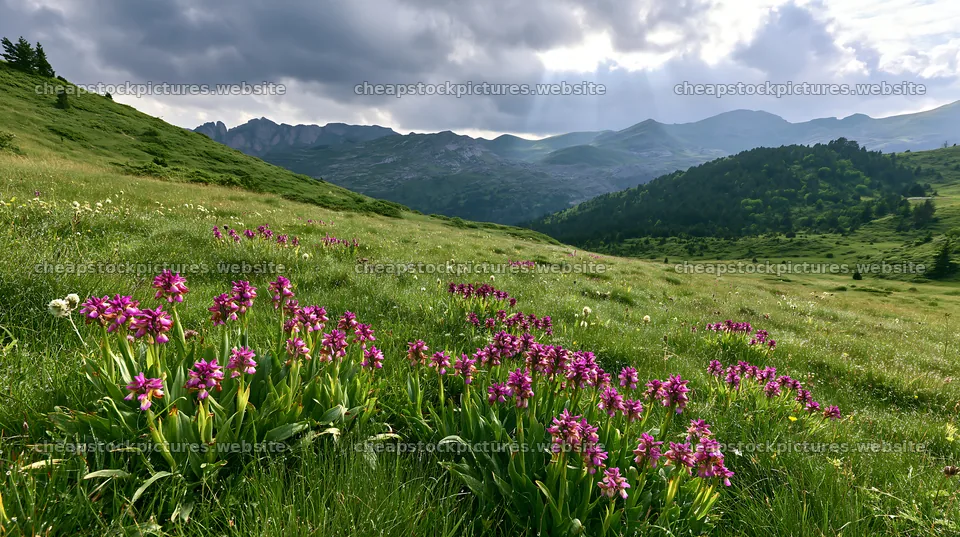 Colorful orchid meadow under cloudy sky with distant mountains – stock pictures 10608x5938