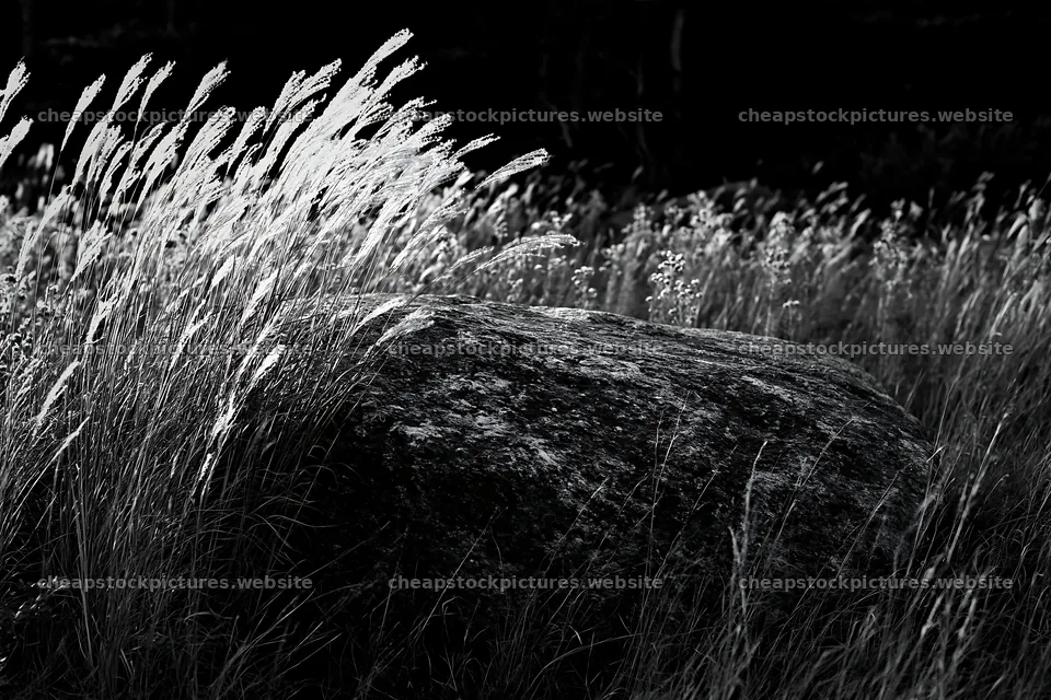 Nagano drought resilient meadow granite boulder surrounded by grass – stock pictures 9722x6480