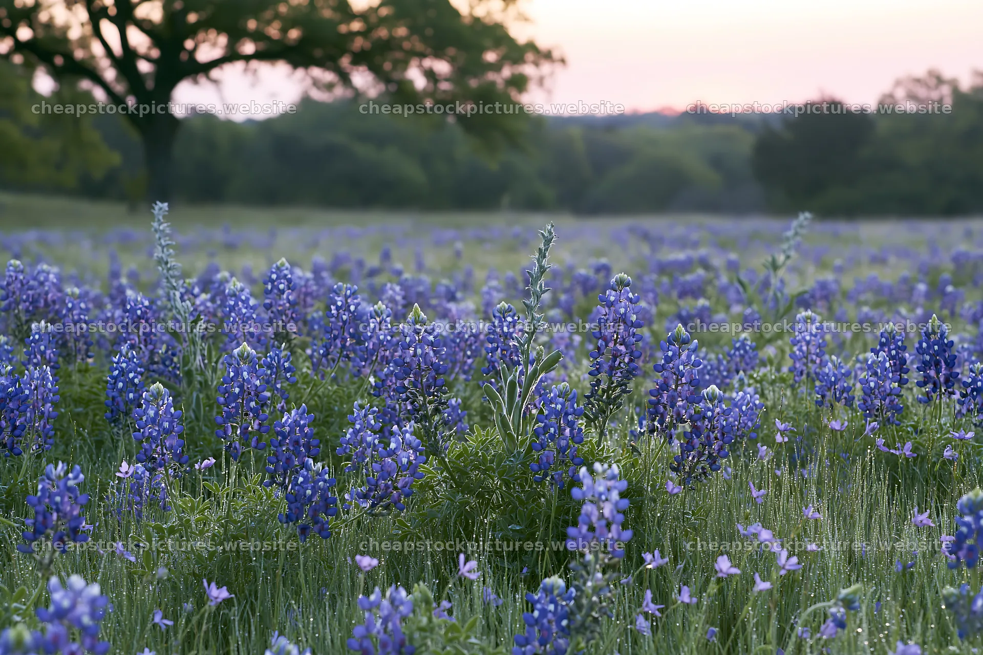 Bluebonnet meadow sunrise with clear skies and fresh blooms – stock pictures 9722x6480
