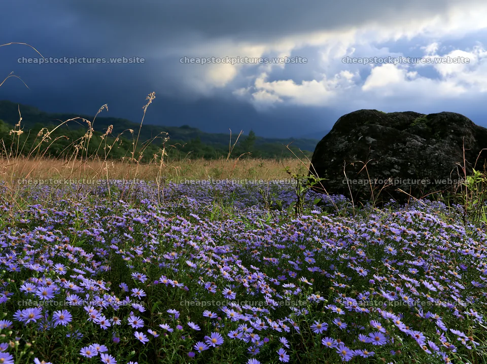 Nagano drought resilient meadow granite boulder in a field – stock pictures 9174x6866