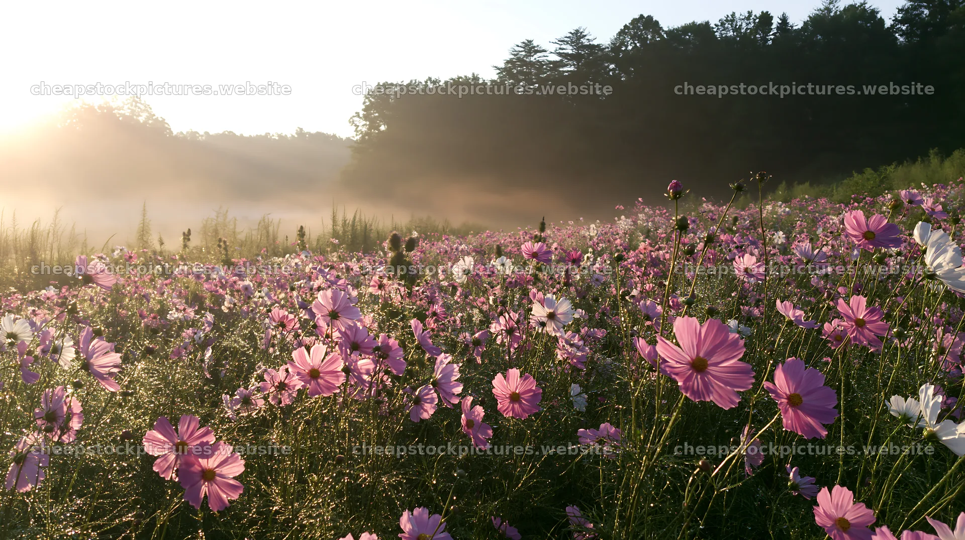 Colorful cosmos meadow at sunrise in a natural setting – stock pictures 10608x5938