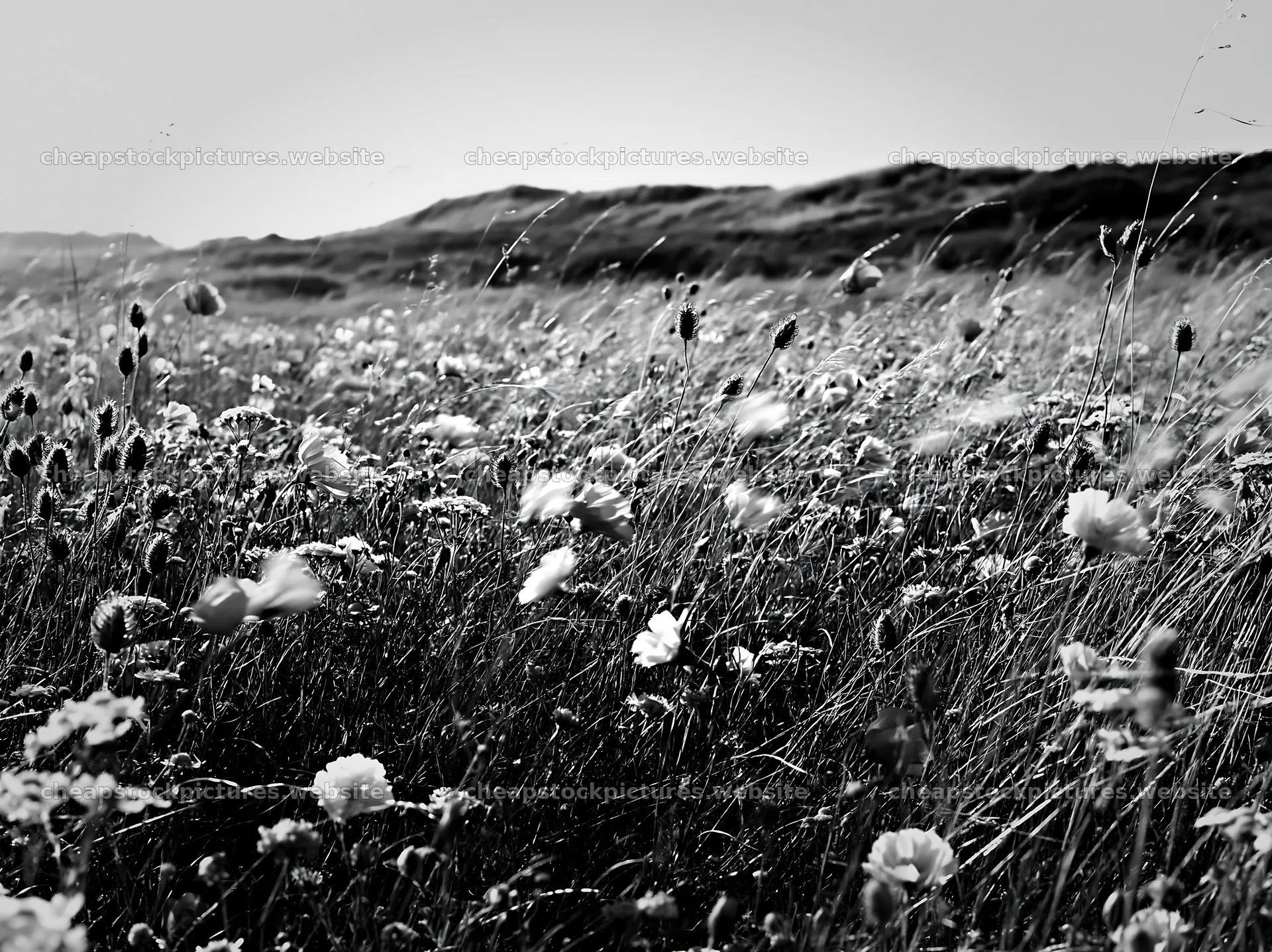 Climate-resilient meadow with flowers and grass in black and white – stock pictures 9174x6866
