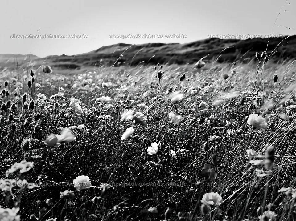 Climate-resilient meadow with flowers and grass in black and white – stock pictures 9174x6866