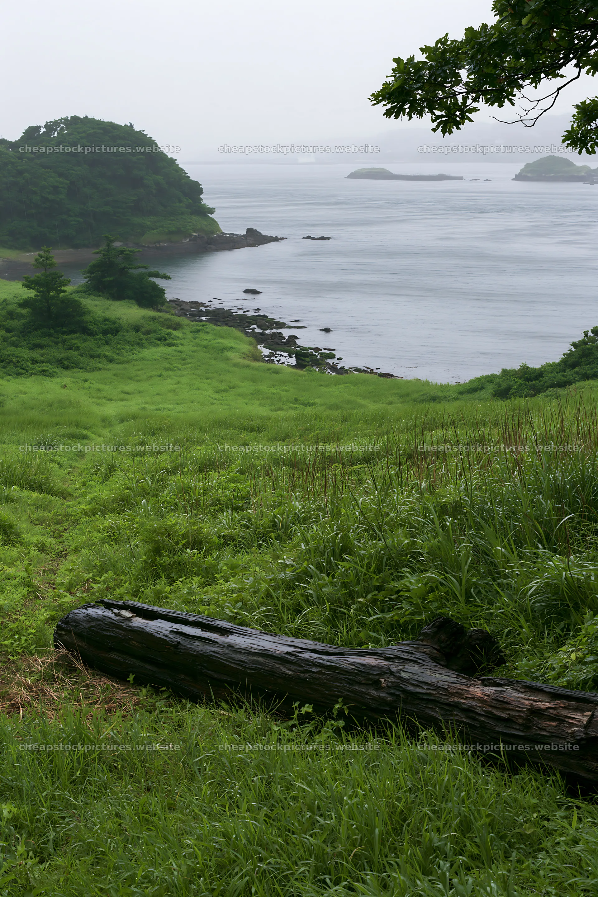 Nagasaki coastal meadow with driftwood and sea view – stock pictures 6480x9722