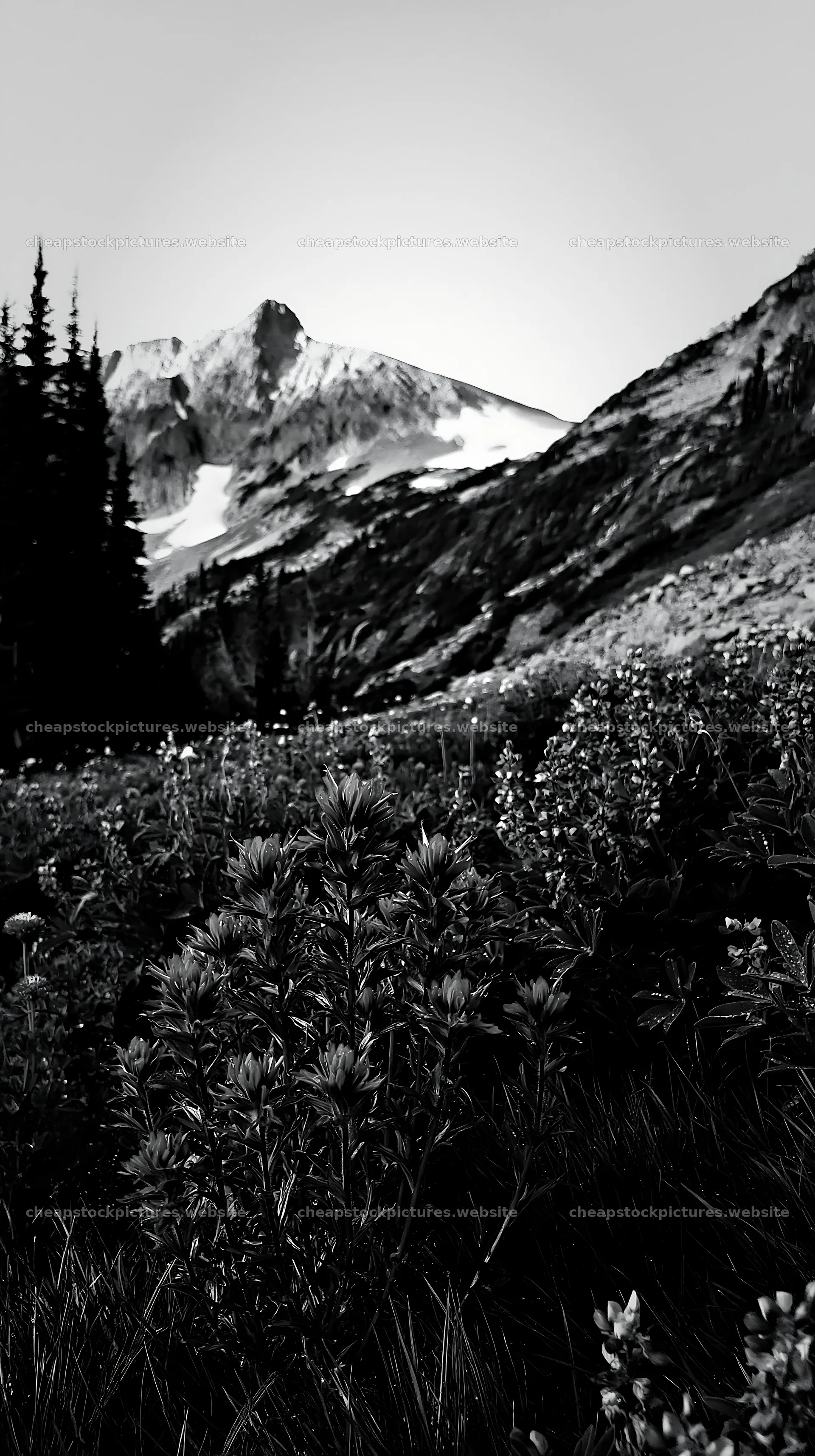 Paintbrush lupine meadow with mountains in black and white – stock pictures 5938x10608