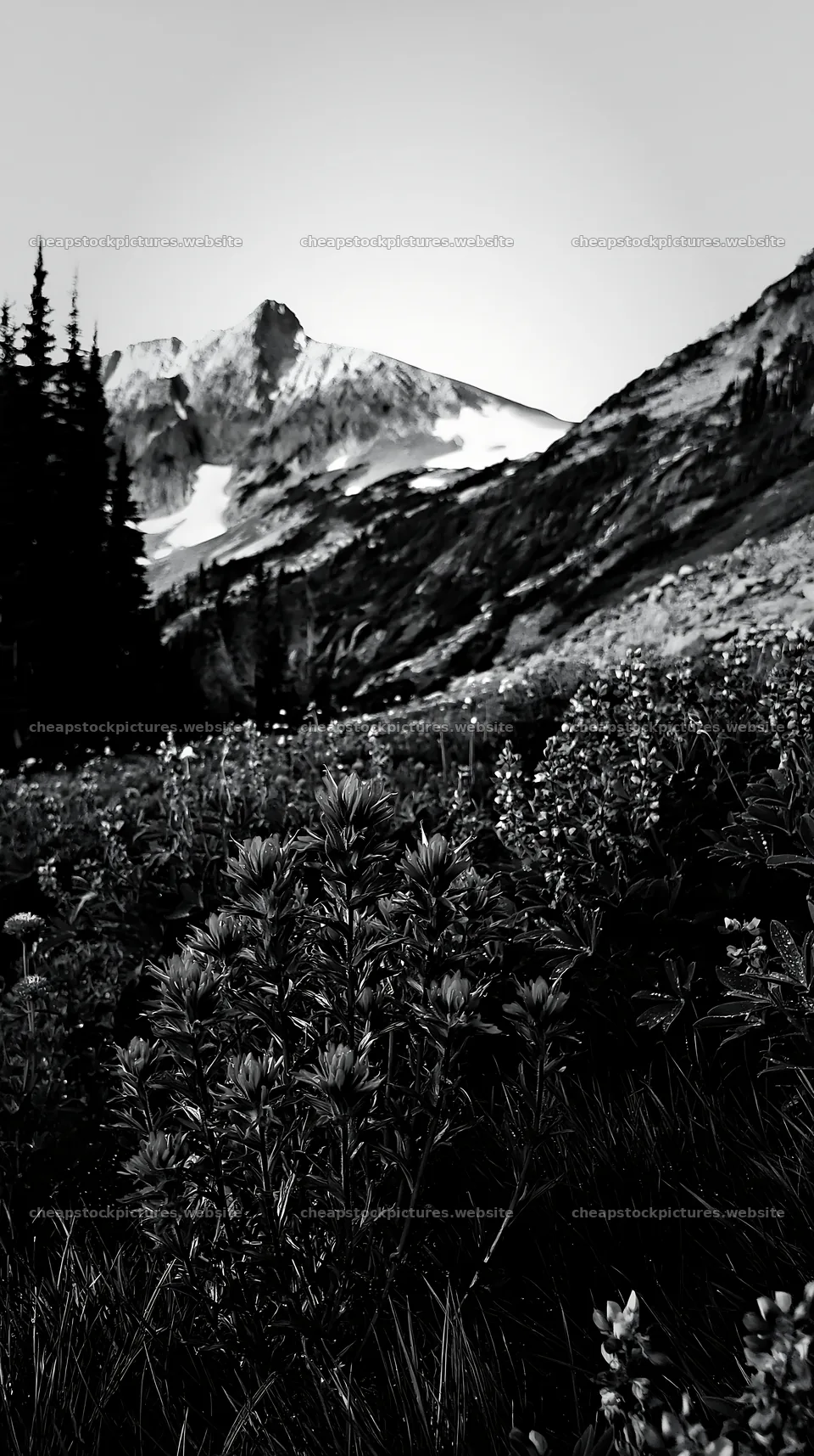 Paintbrush lupine meadow with mountains in black and white – stock pictures 5938x10608