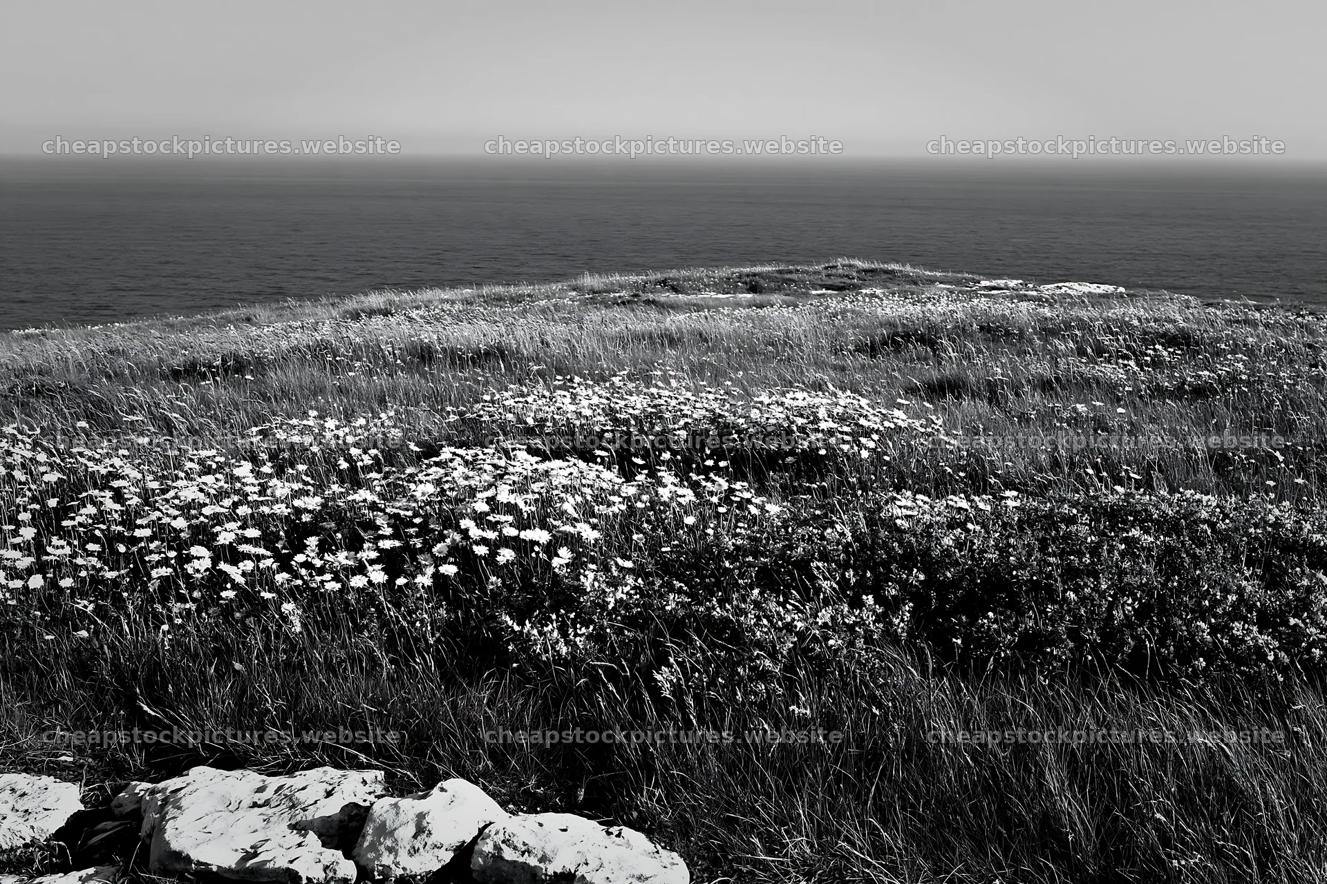 Coastal cliff meadow with flowers overlooking the ocean – stock pictures 9722x6480