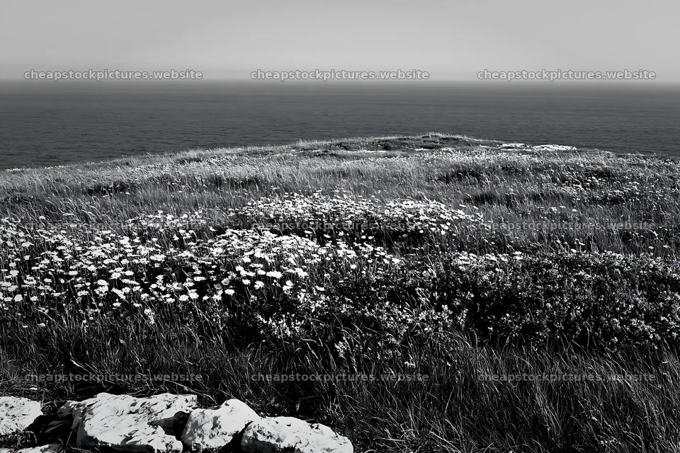 Coastal cliff meadow with flowers overlooking the ocean – stock pictures 9722x6480