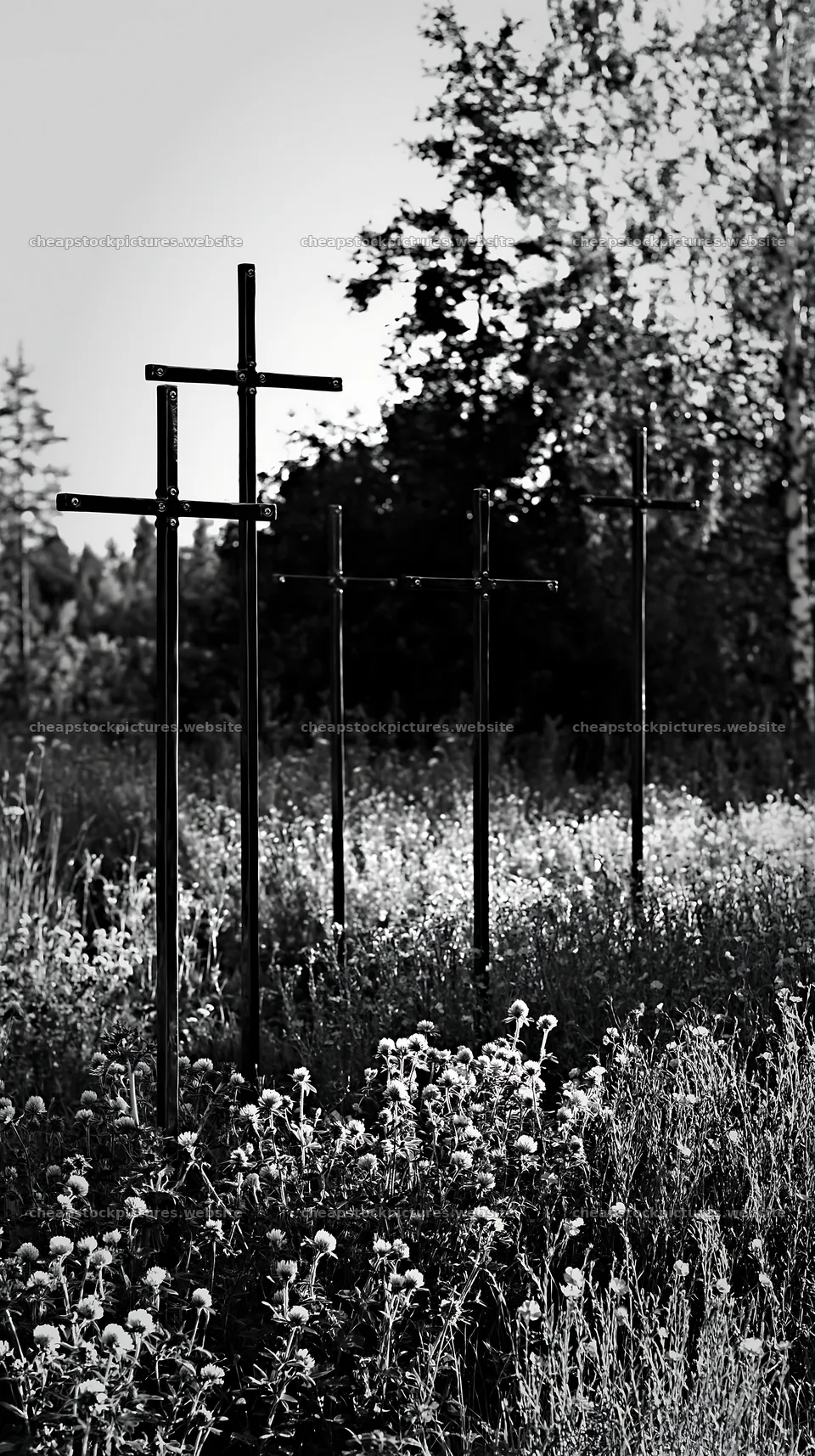 Christian crosses in conservation meadow during daylight – stock pictures 5938x10608