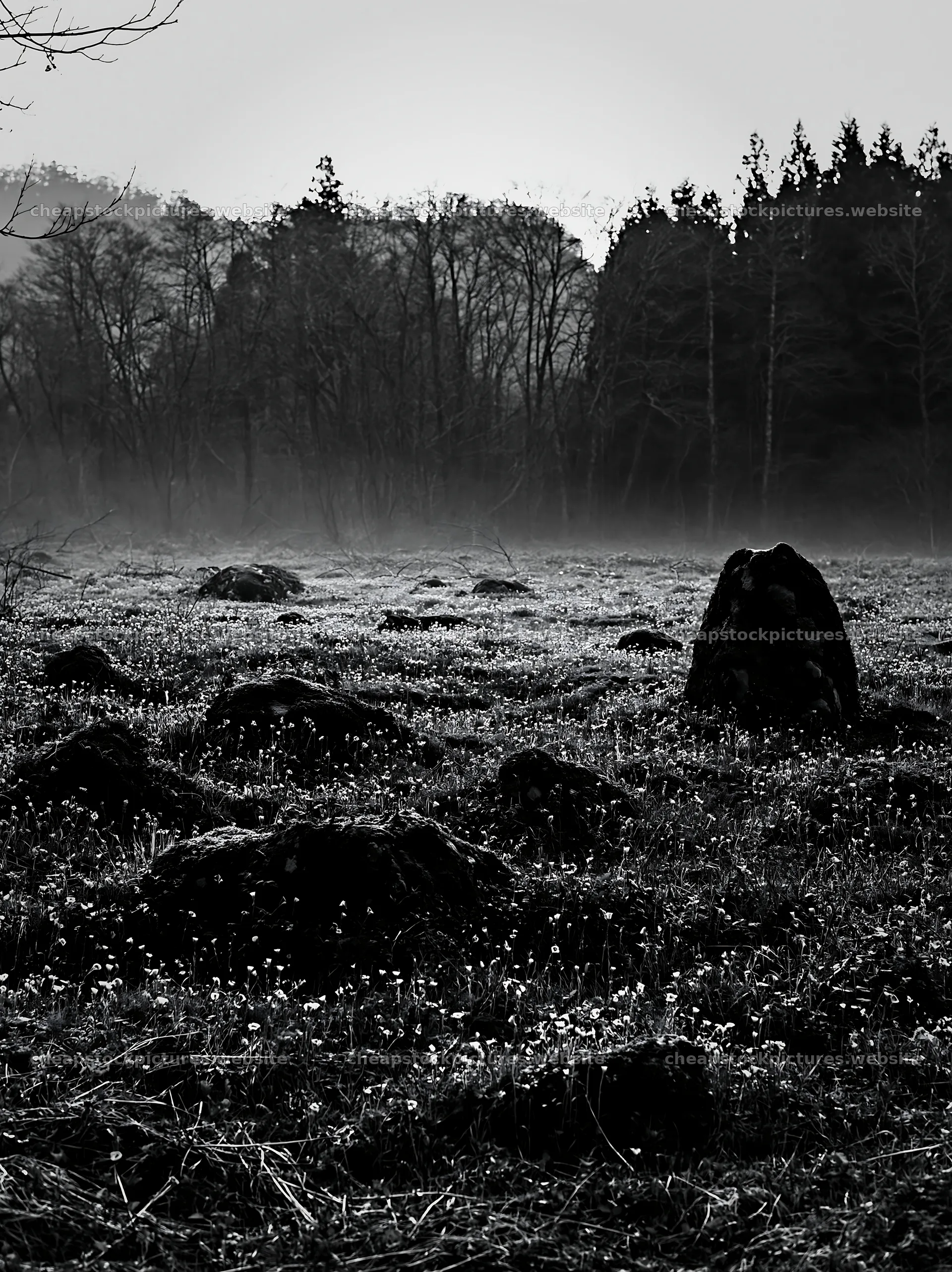 Miyagi spring recovery meadow mossy stone in a misty field – stock pictures 6866x9174