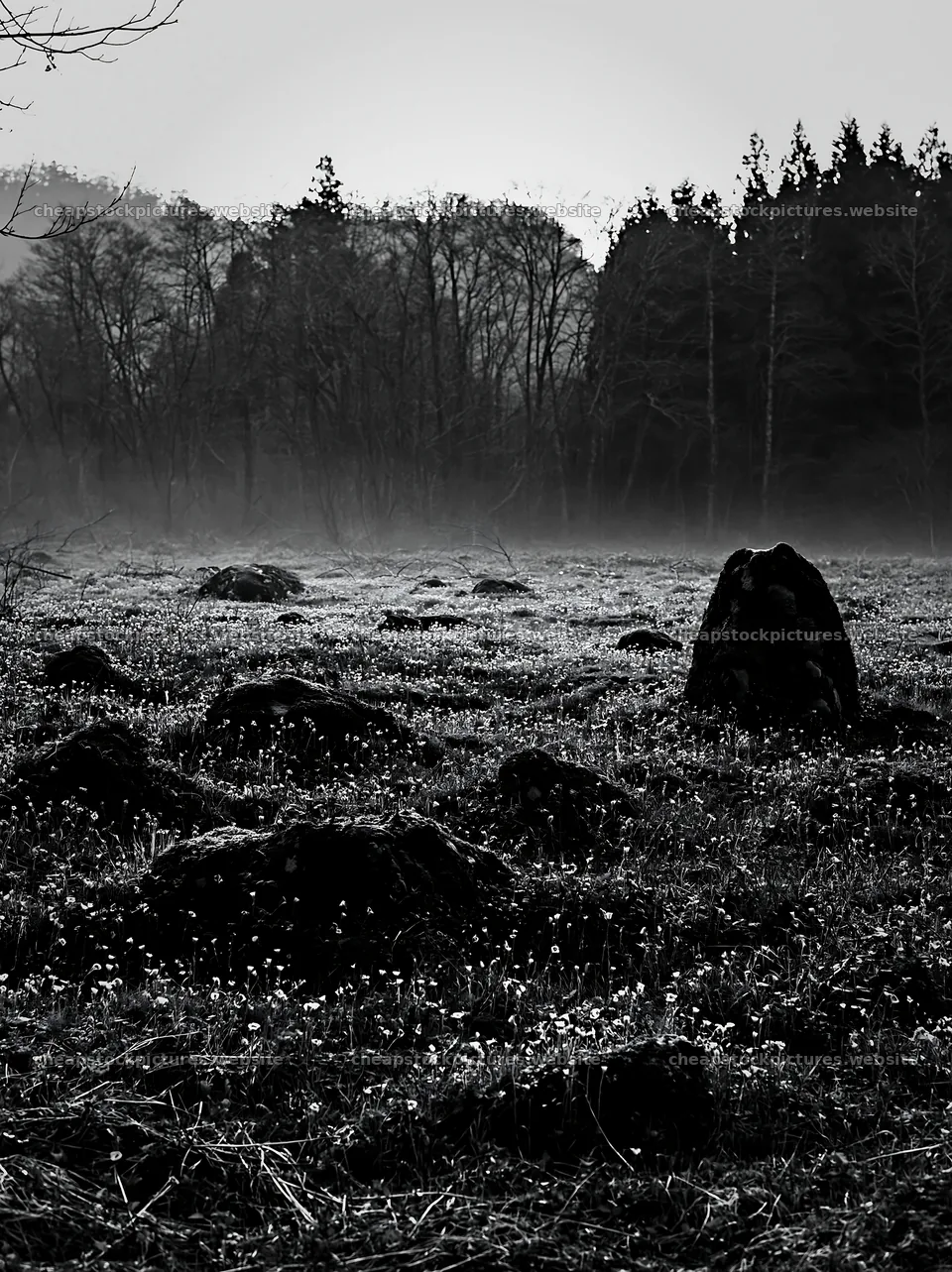 Miyagi spring recovery meadow mossy stone in a misty field – stock pictures 6866x9174