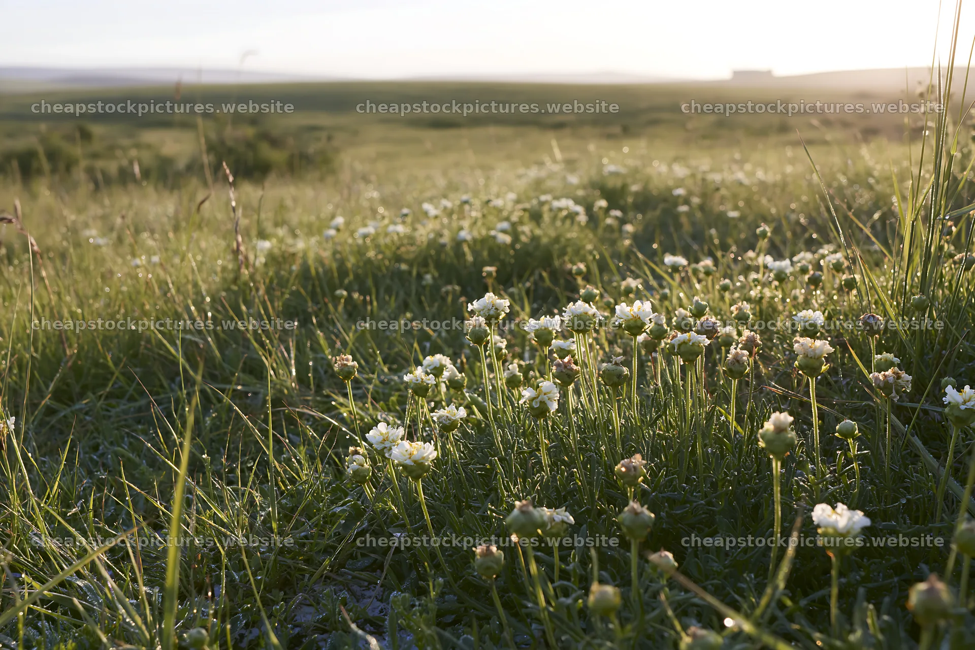 Sunny flowering limestone meadow in the countryside – stock pictures 9722x6480