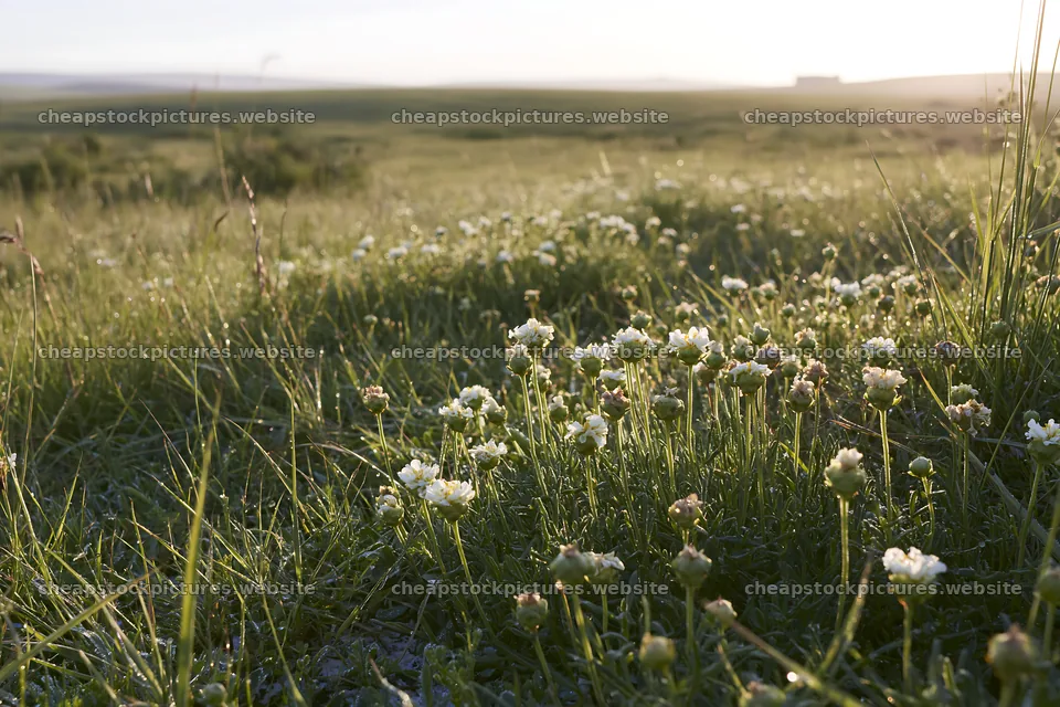 Sunny flowering limestone meadow in the countryside – stock pictures 9722x6480