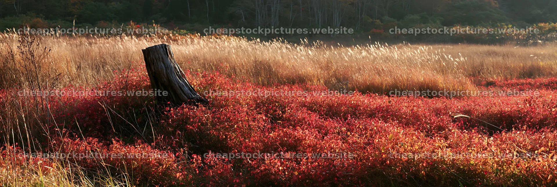 Fukushima native meadow with weathered stump – stock pictures 13690x4602