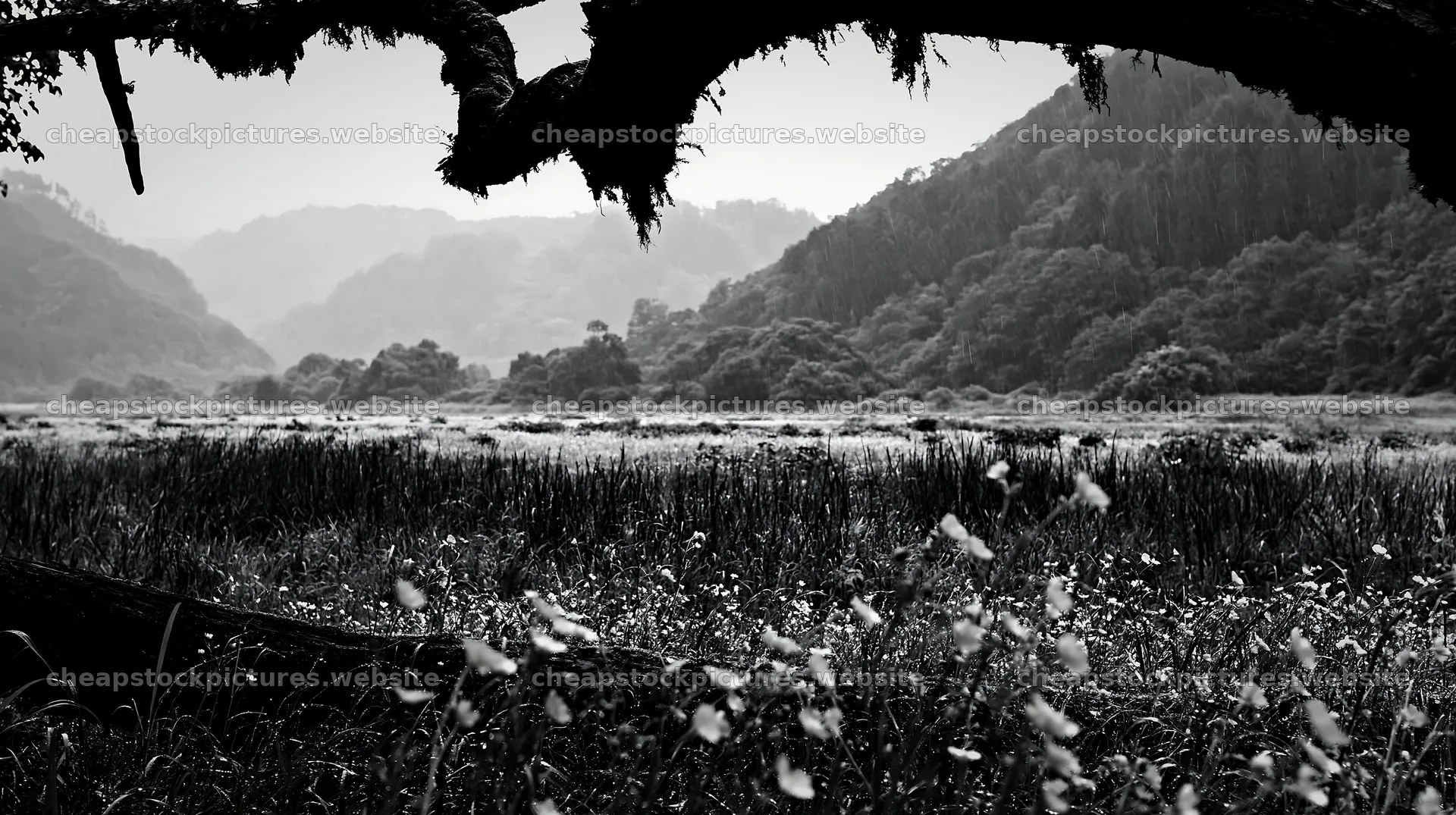 Gifu low-carbon meadow with mossy log in black and white – stock pictures 10608x5938