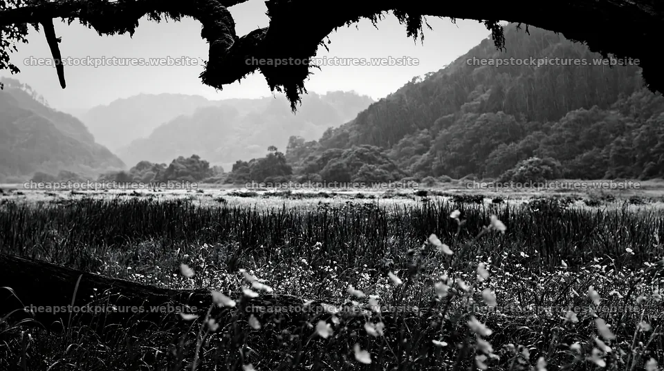 Gifu low-carbon meadow with mossy log in black and white – stock pictures 10608x5938