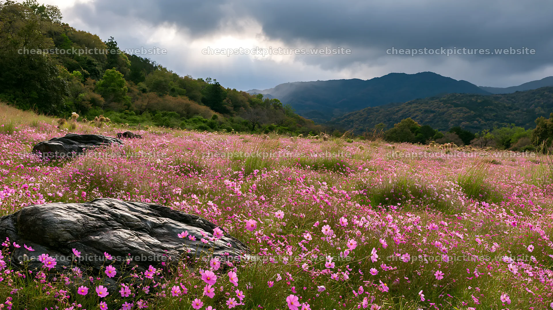 Kyoto spring wildflower meadow stone foreground – stock pictures 10608x5938