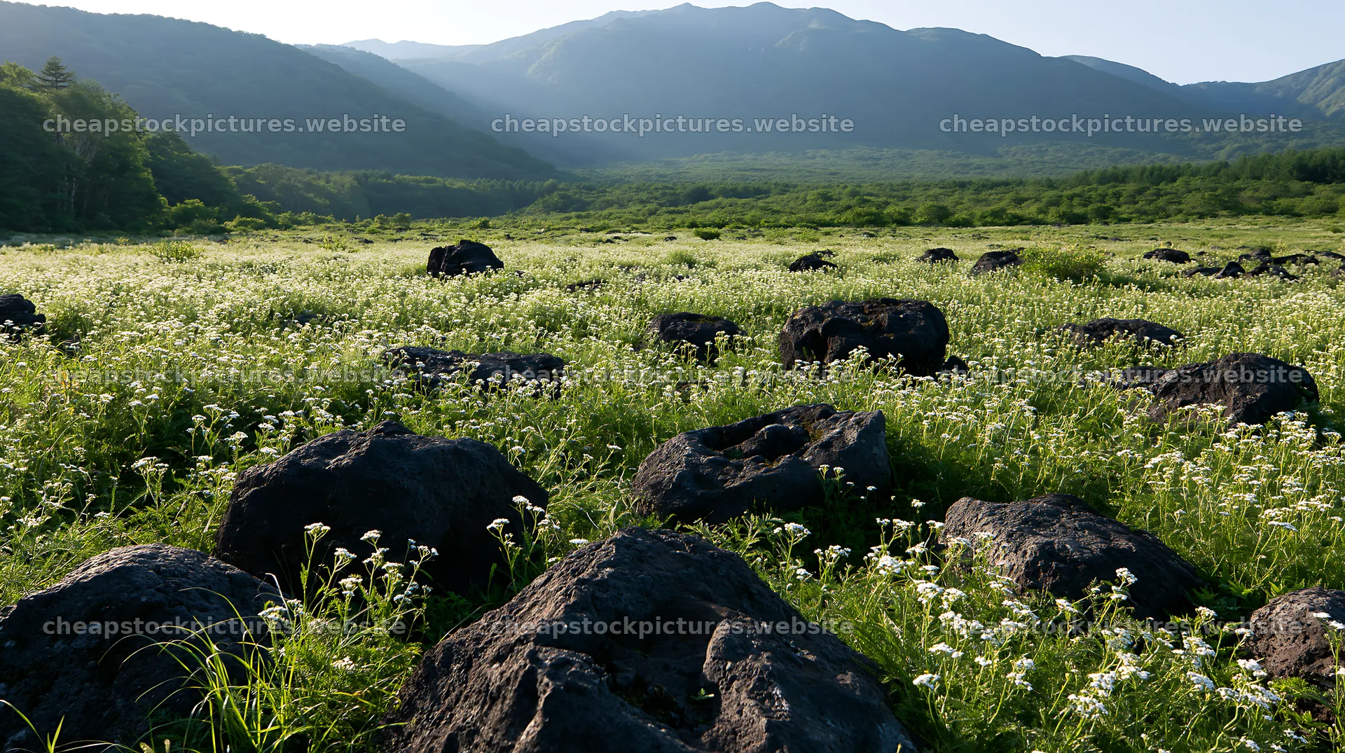 Yamanashi regenerative meadow with basalt stones in natural light – stock pictures 10608x5938