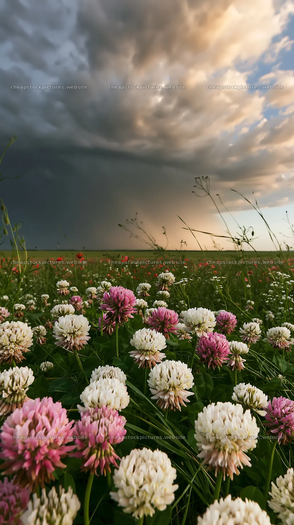 Colorful clover meadow under dramatic sky – stock pictures 5938x10608