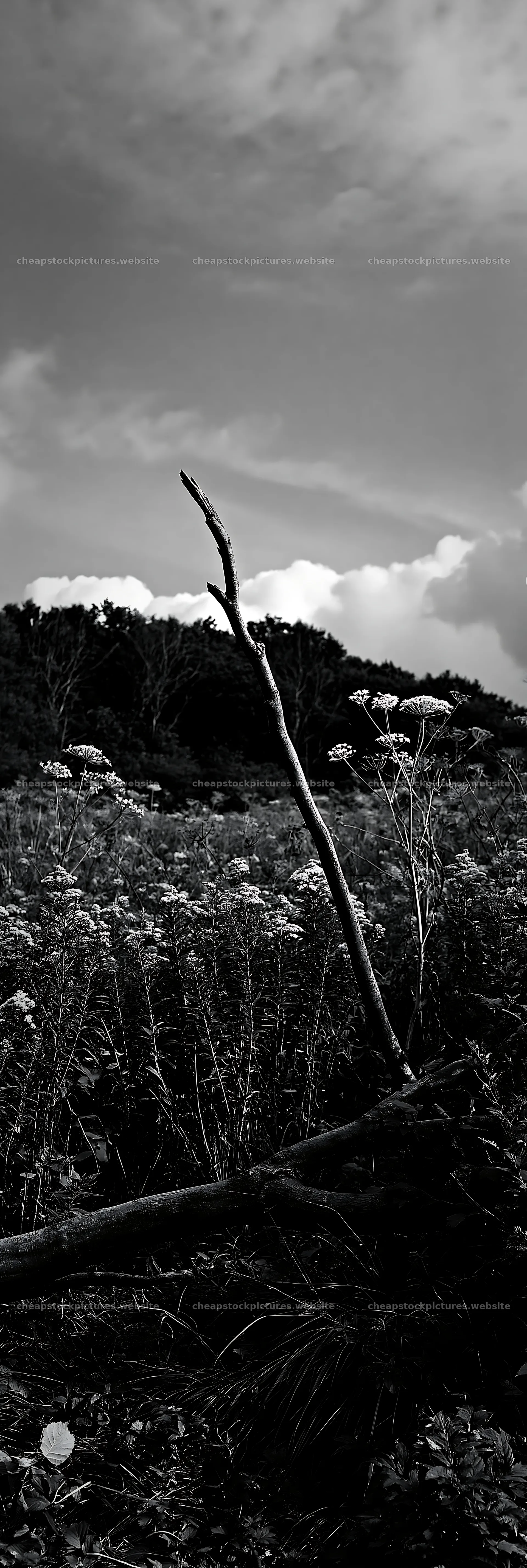 Yamagata rewilded meadow fallen branch in bright landscape – stock pictures 4602x13690