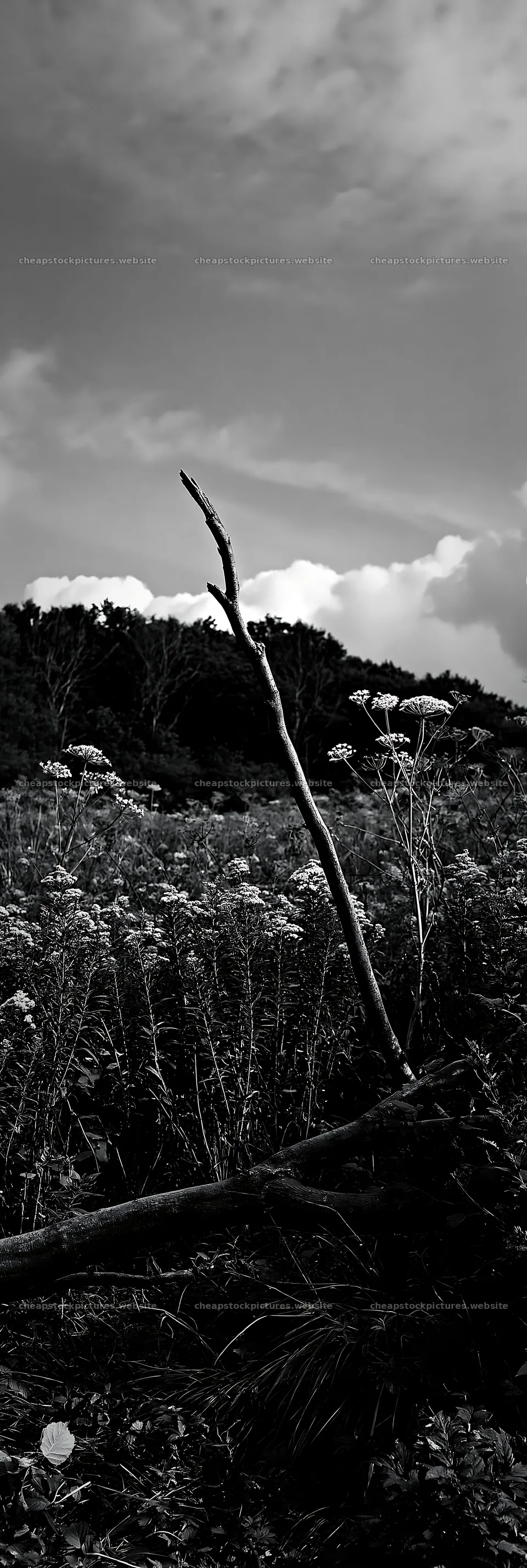 Yamagata rewilded meadow fallen branch in bright landscape – stock pictures 4602x13690