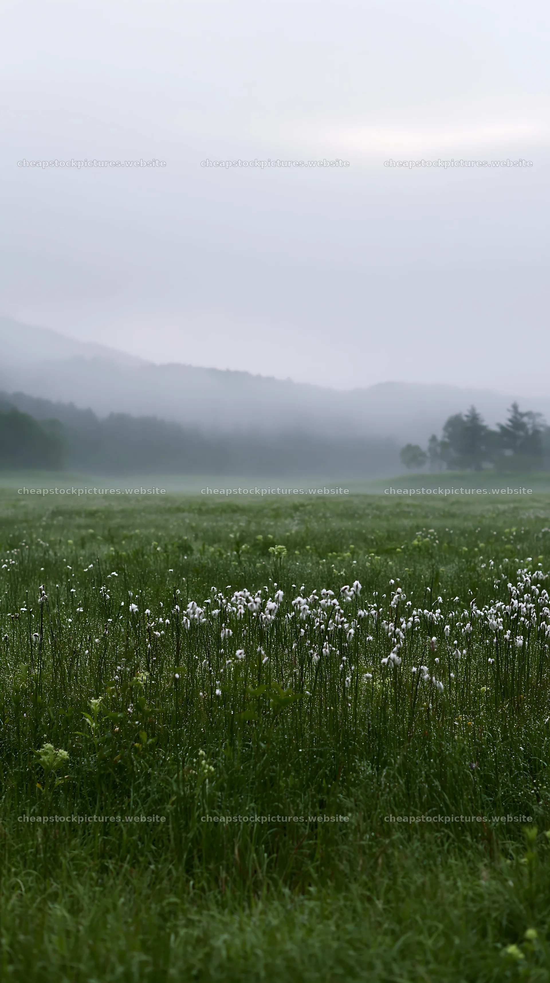 Expansive Hokkaido restoration meadow with dewdrops – stock pictures 5938x10608