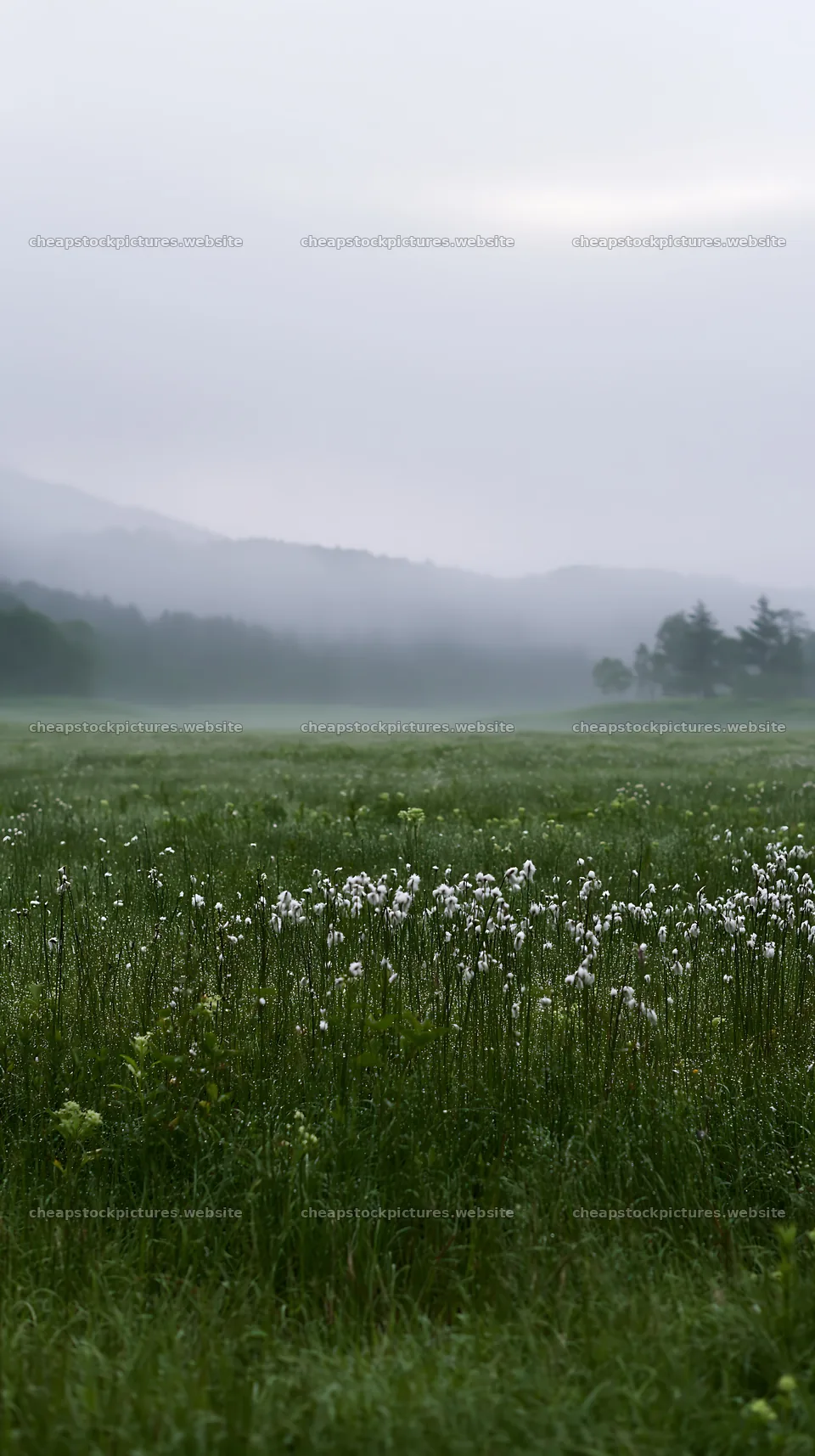 Expansive Hokkaido restoration meadow with dewdrops – stock pictures 5938x10608