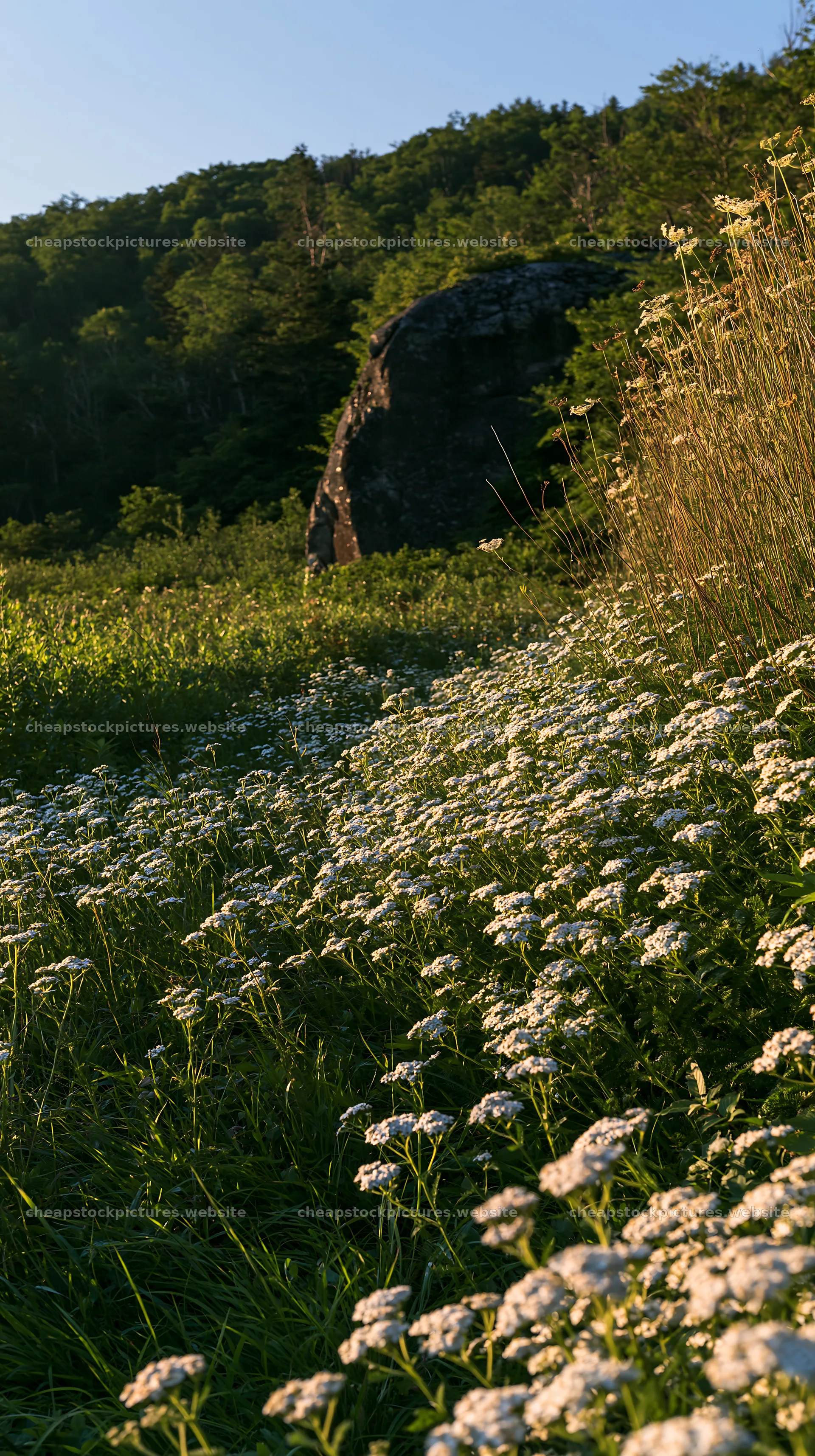 Nagano drought resilient meadow granite boulder with wildflowers – stock pictures 5938x10608