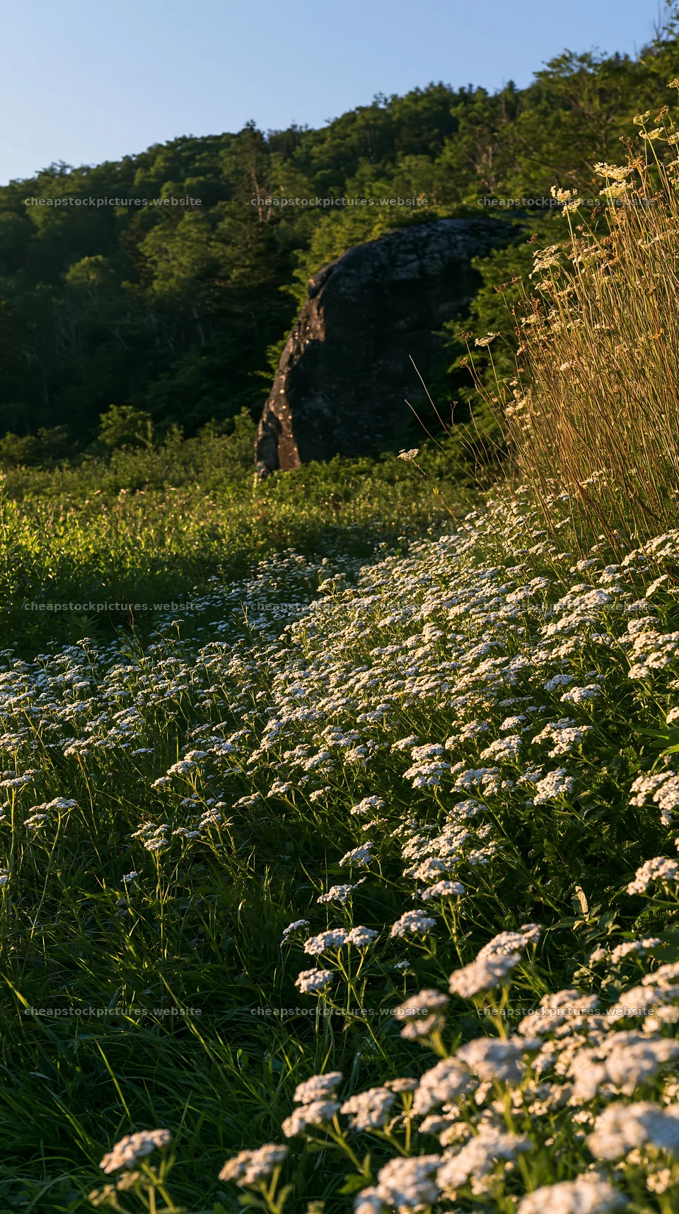Nagano drought resilient meadow granite boulder with wildflowers – stock pictures 5938x10608