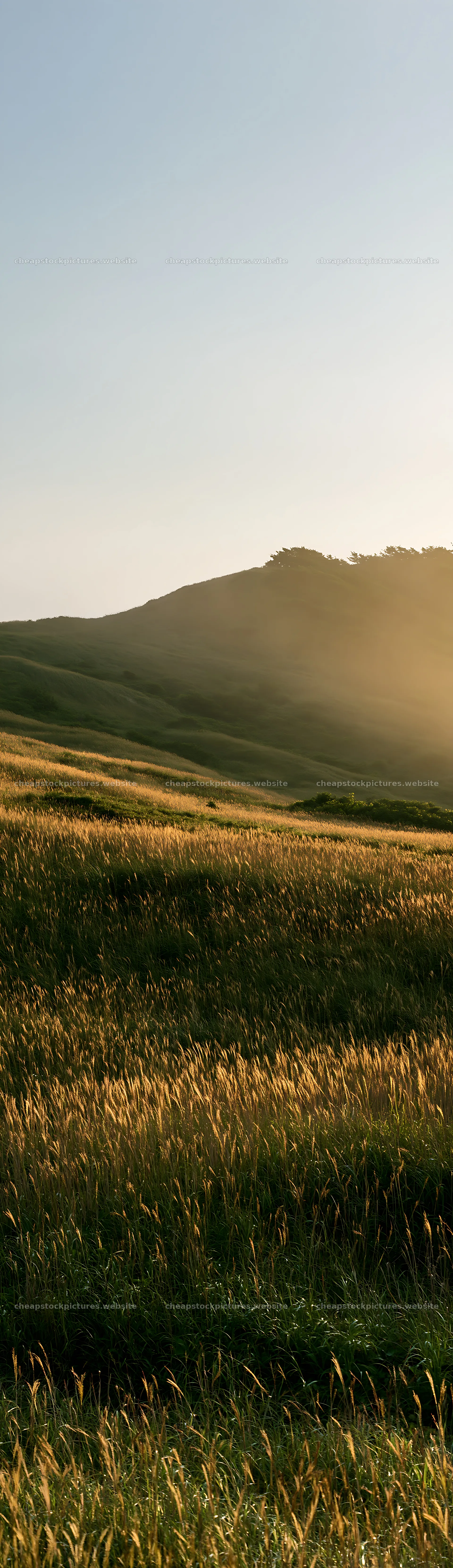 Tottori windy meadow with dune grasses at sunset – stock pictures 4268x14762