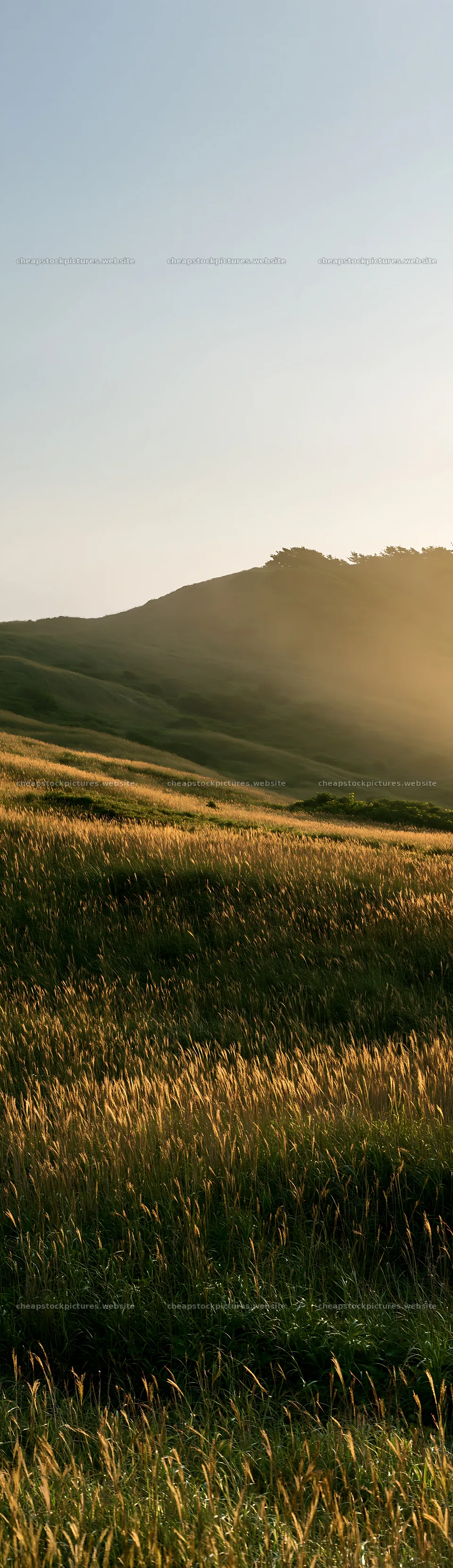 Tottori windy meadow with dune grasses at sunset – stock pictures 4268x14762