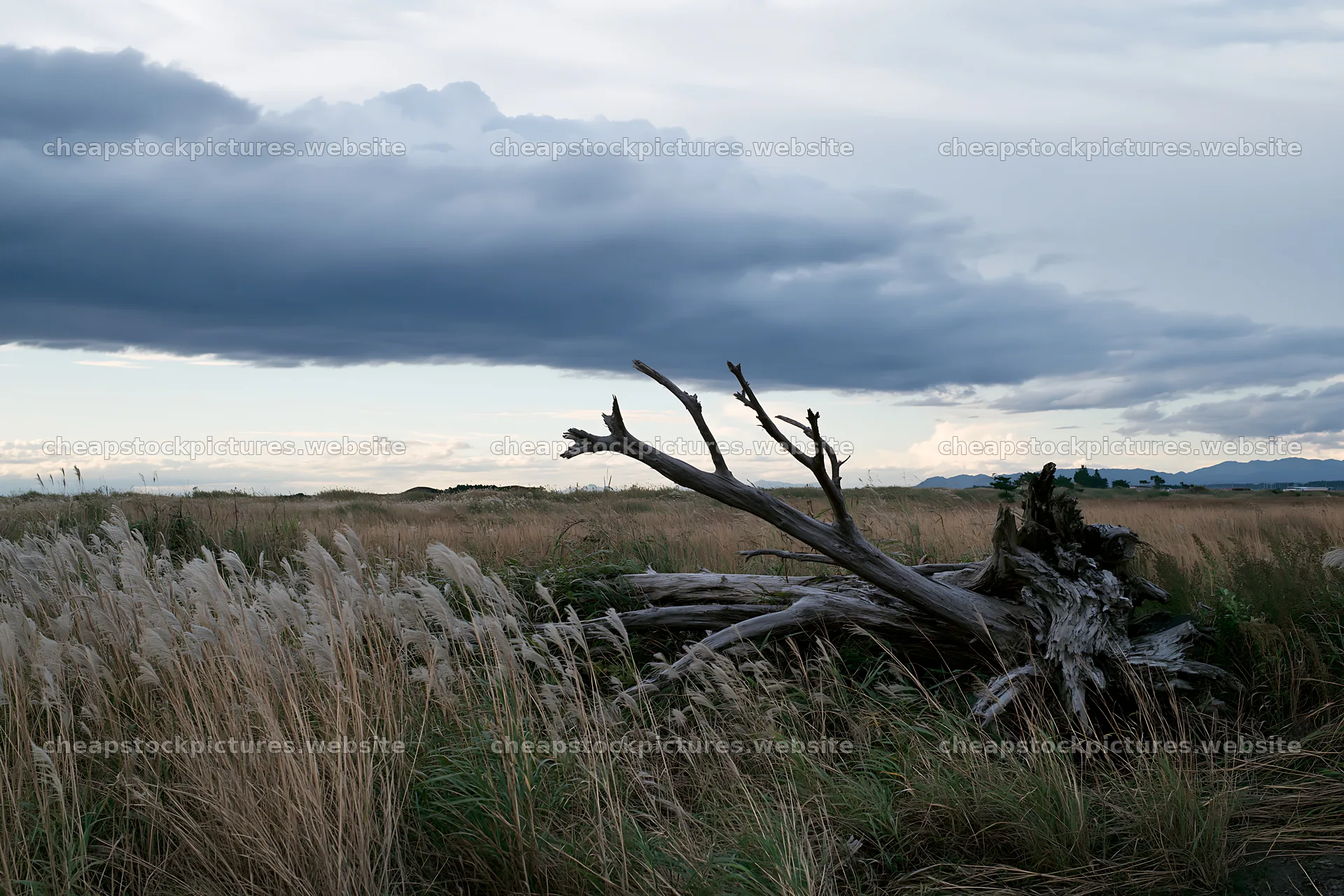 Ishikawa coastal meadow storm washed driftwood in grassland – stock pictures 9722x6480