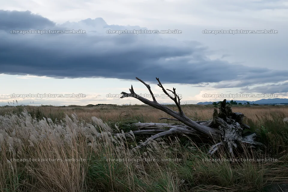 Ishikawa coastal meadow storm washed driftwood in grassland – stock pictures 9722x6480