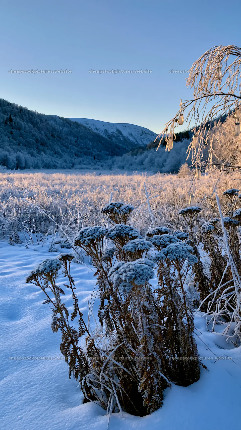 Vast Christmas meadow with frost seedheads and lanterns – stock pictures 5938x10608