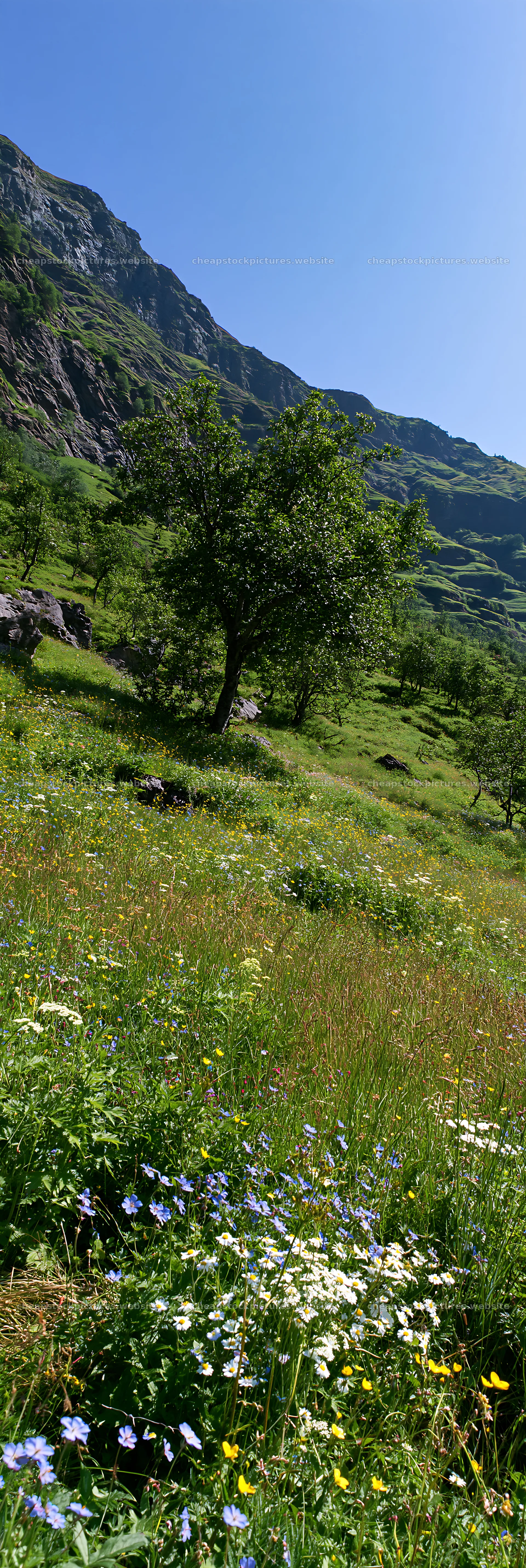 Apple meadow in a valley with trees and flowers – stock pictures 4602x13690