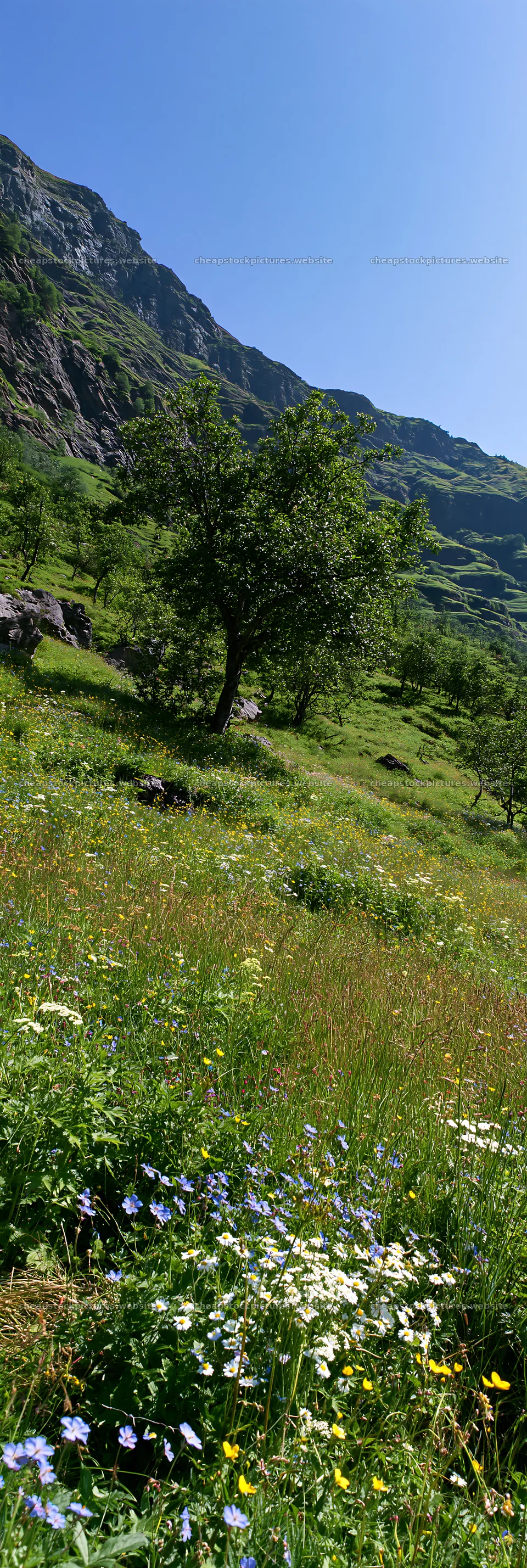 Apple meadow in a valley with trees and flowers – stock pictures 4602x13690