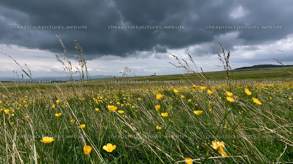 Buttercup meadow under dark clouds with grass and flowers – stock pictures 10608x5938