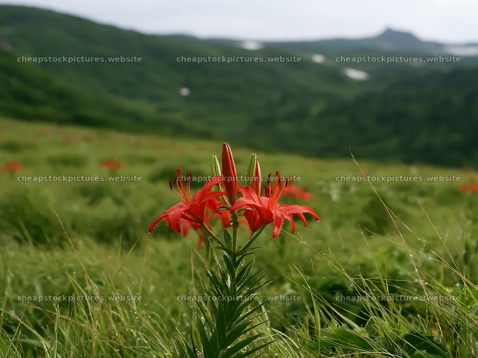 Expansive Hokkaido restoration meadow with dewdrops – stock pictures 9174x6866
