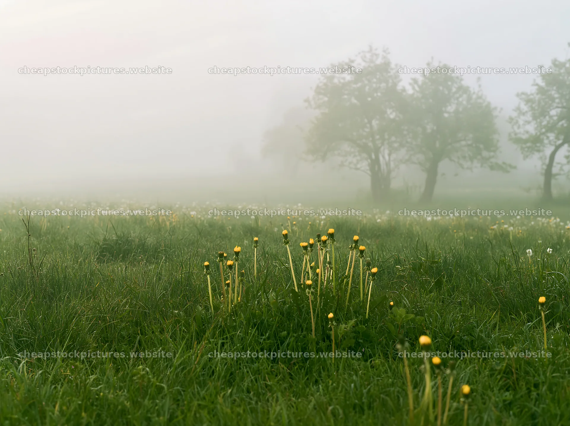 Dandelion meadow in fog during early morning hours – stock pictures 9174x6866
