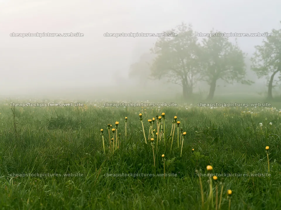 Dandelion meadow in fog during early morning hours – stock pictures 9174x6866