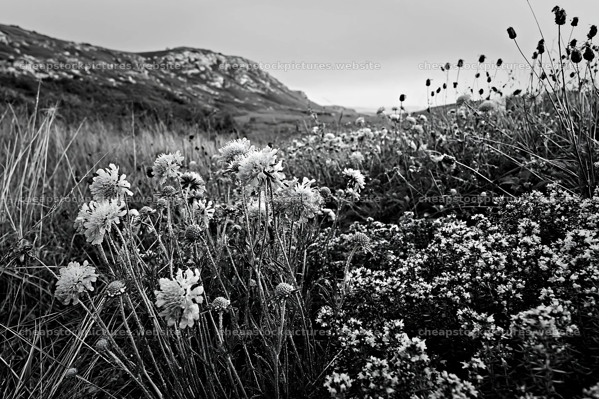 Cloudy limestone wildflower meadow with diverse blooms – stock pictures 9722x6480