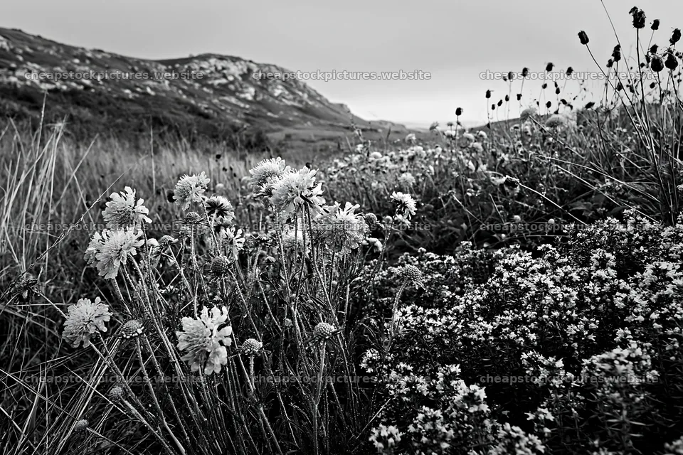 Cloudy limestone wildflower meadow with diverse blooms – stock pictures 9722x6480